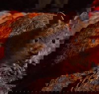 Alice Springs Desert Park Nocturnal Tour - Southport Accommodation