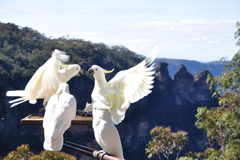 All-Inclusive Blue Mountains Tour In A Luxury Mercedes Sprinter - Southport Accommodation 4