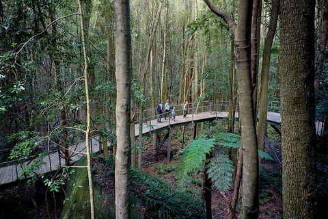 All-Inclusive Blue Mountains Tour In A Luxury Mercedes Sprinter - Southport Accommodation 13