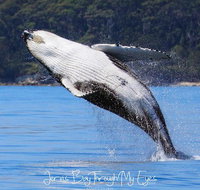 Whale Watching Jervis Bay - Southport Accommodation