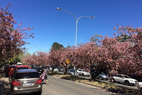 All-Day Blue Mountains Private Tour With Professional Guide For Up To 4 People - Southport Accommodation 16