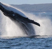 Jervis Bay Whale Watching Tour - Southport Accommodation