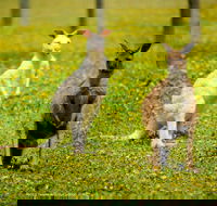 Bordertown Wildlife Park - Accommodation Southport