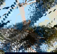 Castle Creek Reserve - Southport Accommodation