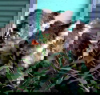 Cohunu Koala Park - Accommodation Southport