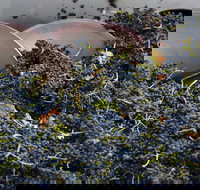 Coldstream - Accommodation Southport