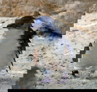 Granite Island Nature Park - Guided Penguin Tours - Accommodation Southport