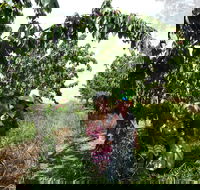 Harben Vale Pick Your Own Cherries - Southport Accommodation