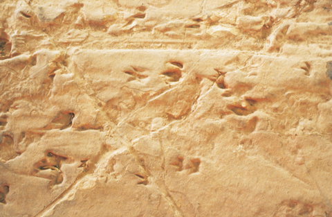 Lark Quarry Conservation Park - Southport Accommodation 2