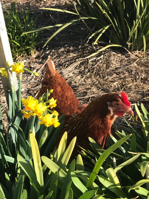 Lessismore Farm Afternoon Farmer - Accommodation Southport 2