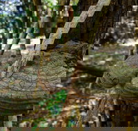 Mount Keira Ring Track - Southport Accommodation