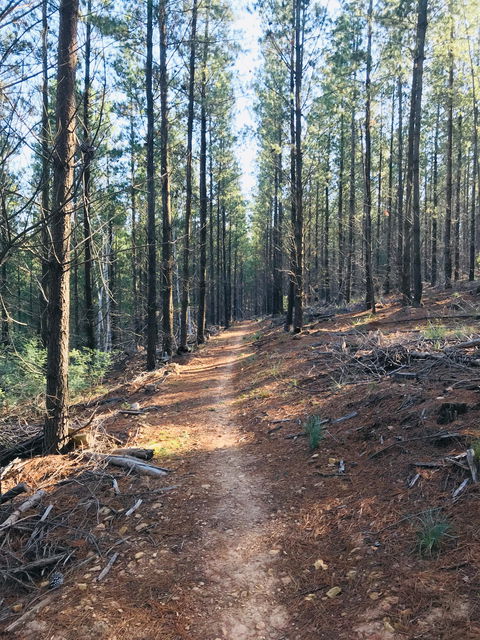 Mountain Bike Trails Tumbarumba - Southport Accommodation 1