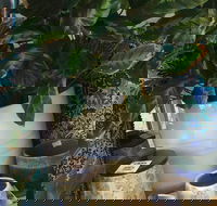 Noreen's Seaside Shop - Accommodation Southport