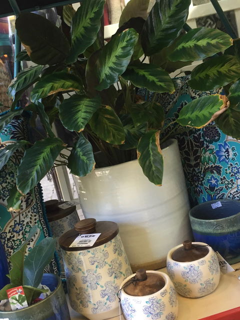 Noreen's Seaside Shop - Southport Accommodation 0