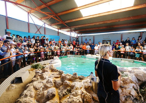 Penguin Island - Accommodation Southport 1