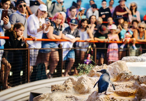 Penguin Island - Accommodation Southport 2