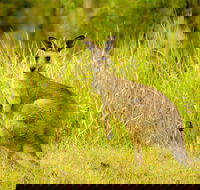 Perseverance - Southport Accommodation