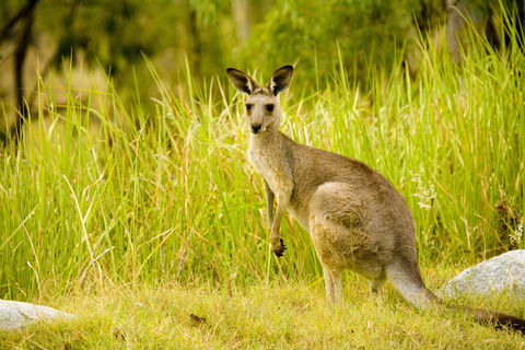 Perseverance - Southport Accommodation 0