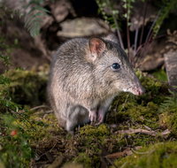 Wildlife Wonders - Southport Accommodation