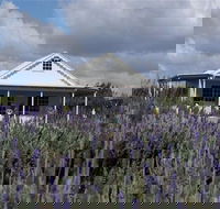 Amandine Lavender - Southport Accommodation