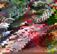 Ballina Farmers Market - Accommodation Southport