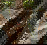 Birdland Animal Park - Southport Accommodation