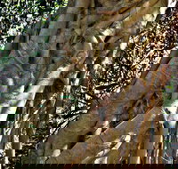 Bundagaree Rainforest Walk - Southport Accommodation