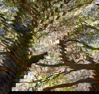 Byarong Park Picnic Area - Southport Accommodation