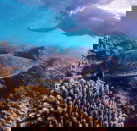 Complete Ningaloo Reef Experience - Southport Accommodation