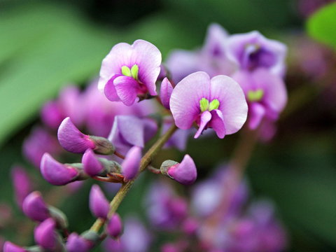 Inverawe Native Gardens - Accommodation Southport 2