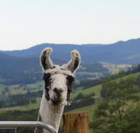 Llama Walks Tasmania - Southport Accommodation