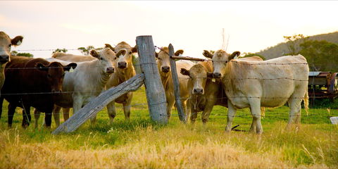 Maclagan - Southport Accommodation 1