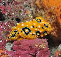 Magic Mountain Dive Site - Southport Accommodation