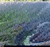 Melton - Accommodation Southport