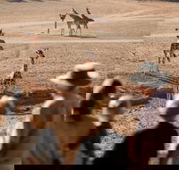 Monarto Safari Park - Southport Accommodation