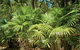 Mungo Rainforest Walk - thumb 0