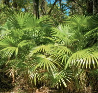 Mungo Rainforest Walk - Southport Accommodation