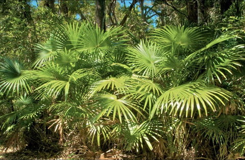 Mungo Rainforest Walk - Southport Accommodation 0