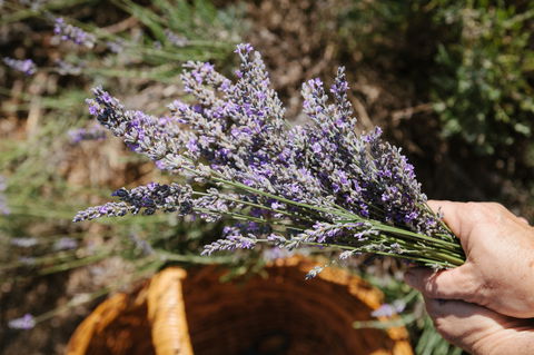 Nannup Lavender Farm - Southport Accommodation 2