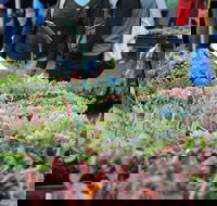 Portsea Market - Southport Accommodation