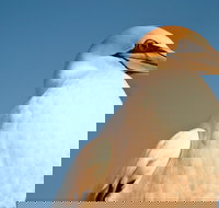 Port Phillip Heads Marine National Park - Southport Accommodation