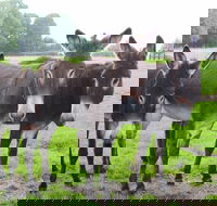 The Good Samaritan Donkey Sanctuary - Southport Accommodation