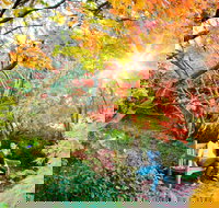 The Blue Mountains Botanic Garden Mount Tomah - Southport Accommodation