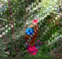 TreeTop Challenge - Sunshine Coast - Accommodation Southport