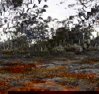 Woylie Walk Dryandra Woodland - Accommodation Southport