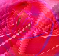 Abandon Stress Mobile Massage - Accommodation Southport