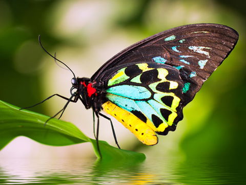 Australian Butterfly Sanctuary - Southport Accommodation 1
