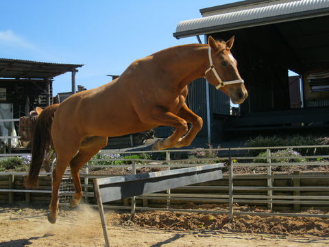 Boggy Creek Show - Southport Accommodation 1