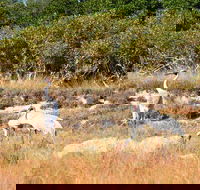 Cape Keraudren Nature Reserve - Accommodation Southport