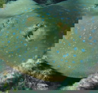 Fitzroy Island Dive Site - Southport Accommodation